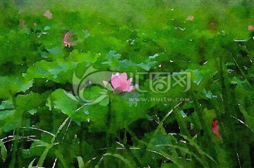 荷花水彩畫寫生