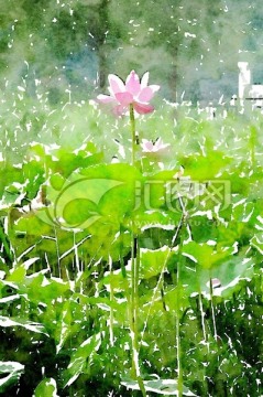 荷花 水彩畫