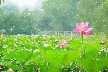 荷花池塘 水彩畫(huà)
