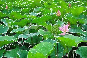 荷塘水彩畫
