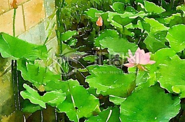 荷塘蓮花 水彩畫