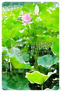荷花 水彩畫