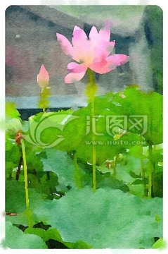 荷花水彩畫寫生