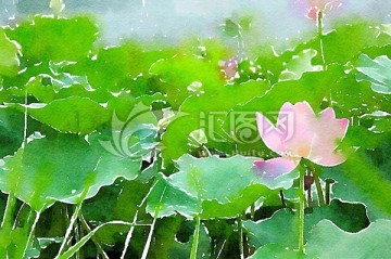 荷塘蓮花 水彩畫