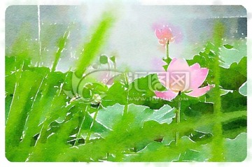 荷花素材 水彩畫
