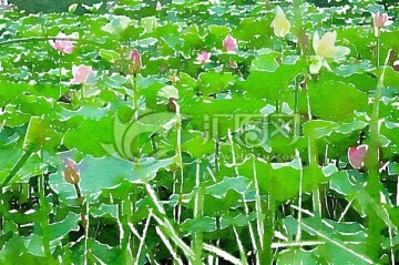 荷花池塘 水彩畫