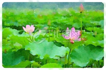 荷花水彩畫