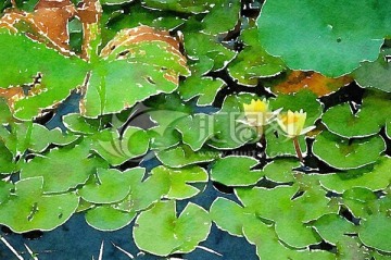 睡蓮 水彩 裝飾畫