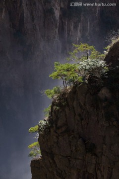 黄山松 竖片 剪影