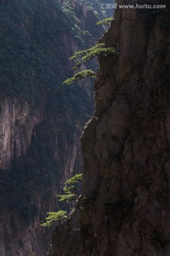 黄山松 竖片 剪影