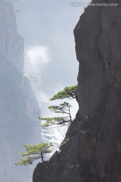 黄山松 竖片 逆光剪影