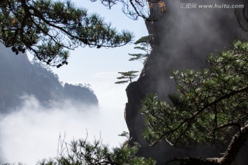 黄山松 逆光剪影