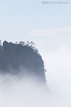 黄山松 逆光剪影 竖片