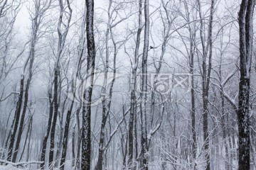 雪景 树林 树枝