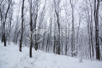 雪景 树林 树枝