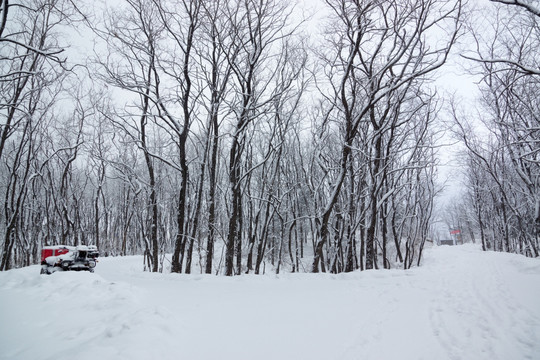 雪景 树林 除雪车