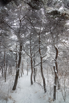 树林 雪景 背景