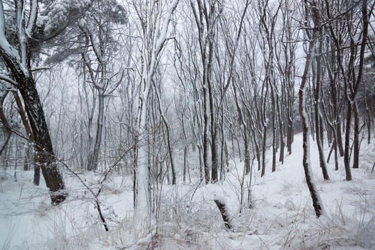 树林 雪景 背景