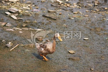 海鸭 生态 环境