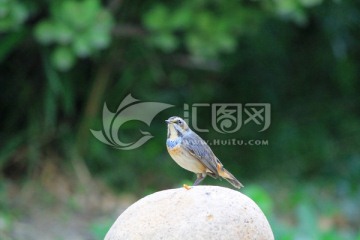 藍(lán)翎鳥