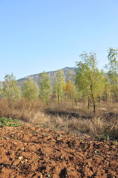 田野树林  小树林