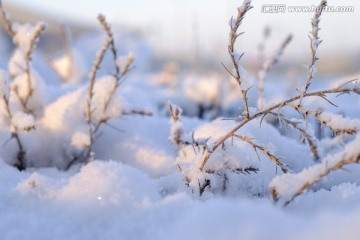 冬雪