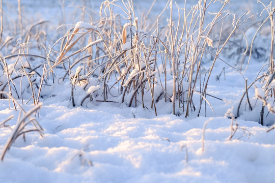 冬雪