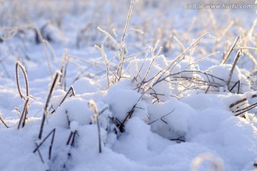 冬雪