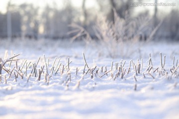 冬天的小草