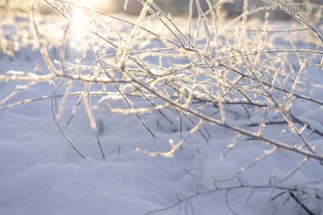 冬雪