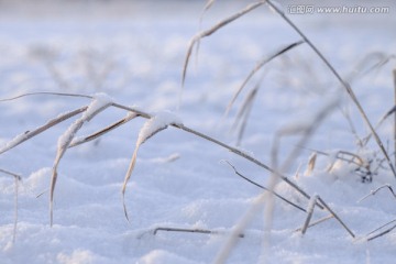 野草