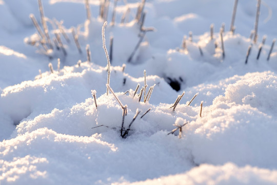 冬雪