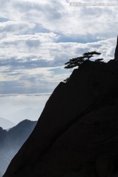 黄山松 逆光剪影 竖片