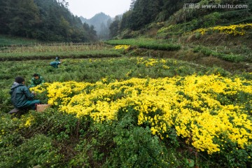 婺源皇菊