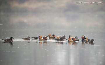 鴛鴦 一群