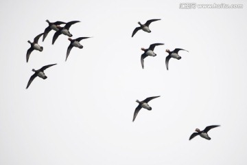 鴛鴦 飛翔