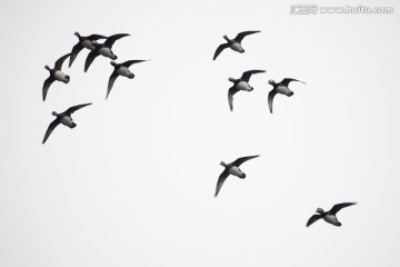 鸳鸯 飞翔