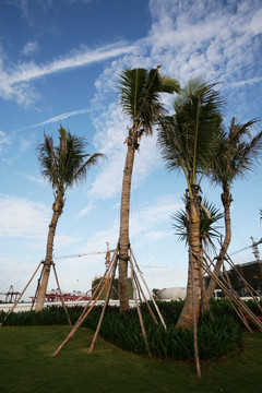 椰子树 篮天 白云