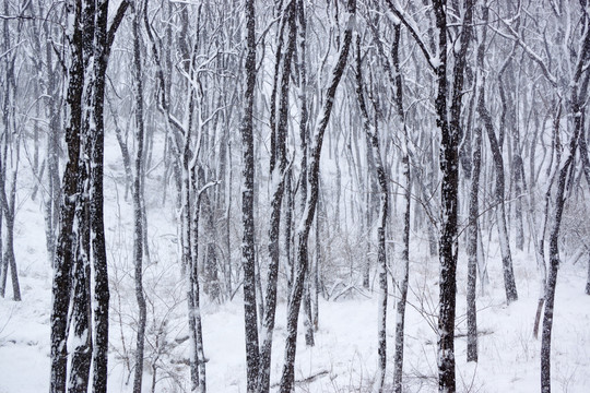 树林 雪景