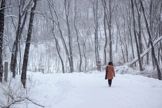 雪景 槐树林