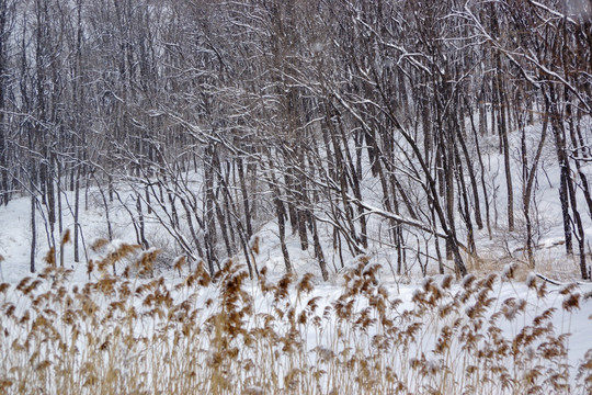 雪景 树林 芦苇