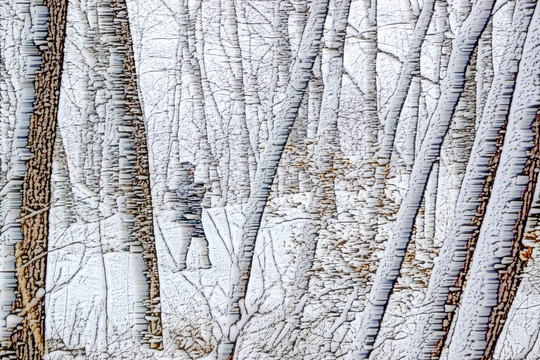 雪景 树林