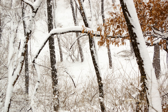 雪景 树林