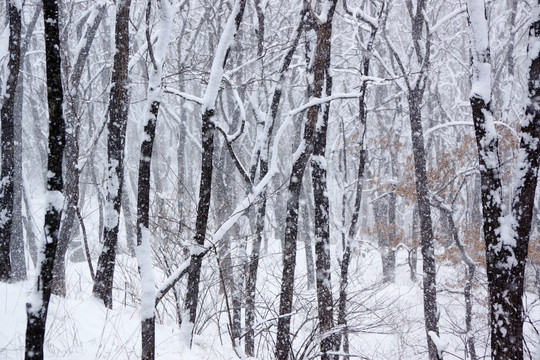 雪景 树林