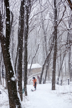 雪景 树林