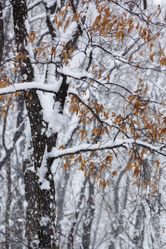 雪树枝