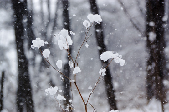 雪树枝