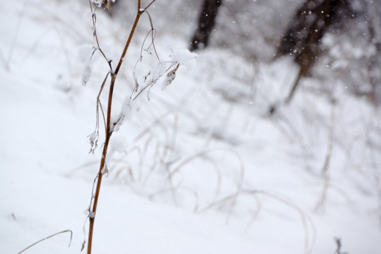 雪树枝