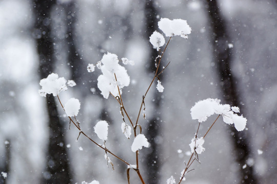 雪树枝