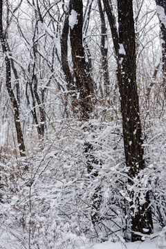 雪树枝